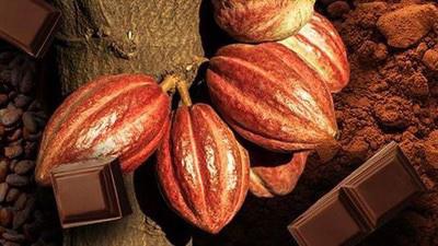 Eropa Tersaingi Dengan Harta Karun Indonesia: Komoditas Kakao